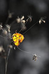 photo "***"