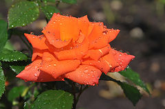 photo "***"