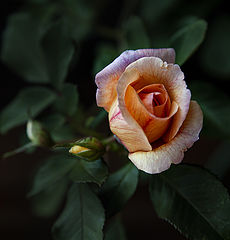 фото "***"