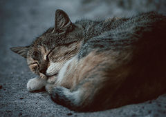 фото "спящий кот"