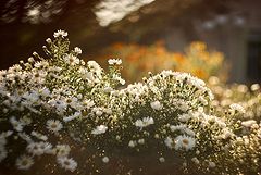 photo "***"