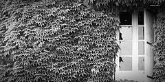 фото "the window"