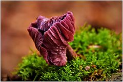 фото "Laccaria amethystina"