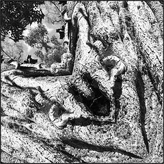 фото "tree devil"