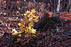 фото "Осенний каприз"