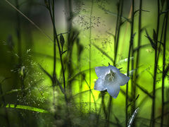 photo "***"