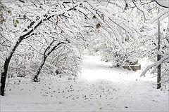 фото "Snowy tale...1"