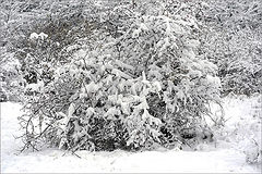 фото "Snowy tale...2"