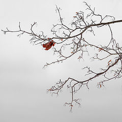 photo "***"