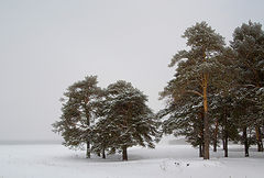 фото "Снегопад"