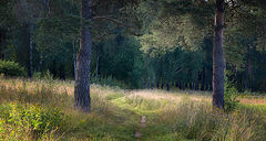 photo "***"