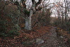 photo "***"