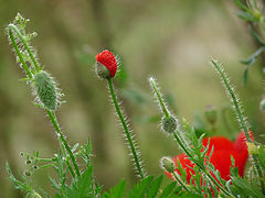 photo "***"