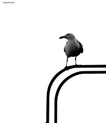 фото "seagull"