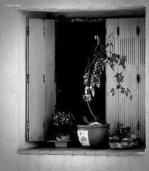 фото "the window"