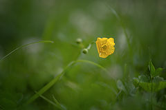 photo "***"