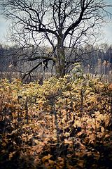 фото "Осенний день."