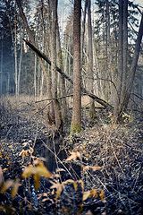 фото "Осень в лесу."