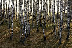 фото "Прозрачная опушка"