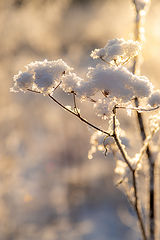 photo "***"
