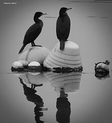 photo "cormorants"
