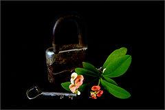 photo "***"