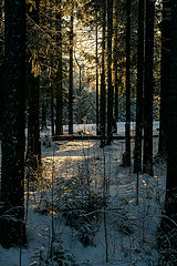 photo "***"