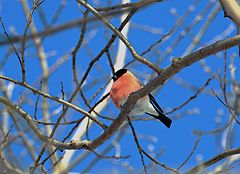 photo "Winter birds"