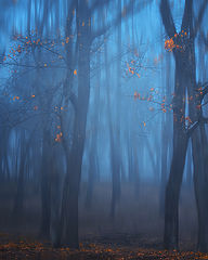 photo "***"