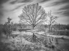 photo "***"