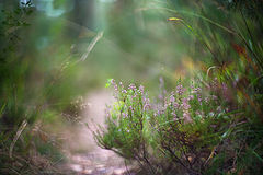 photo "***"