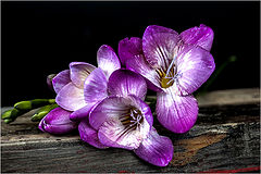 photo "***"