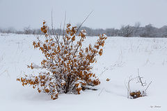 photo "***"