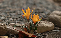 photo "***"
