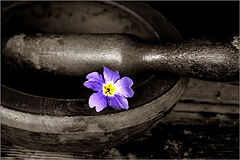 photo "***"