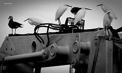 photo "in the port: meeting"