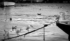 photo "in the port"
