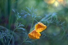 photo "***"