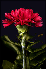 photo "***"