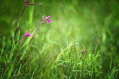 photo "***"