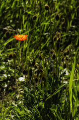 photo "***"