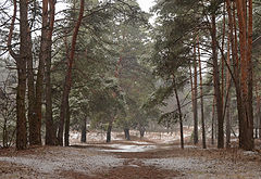 фото "Мартовский снежок."