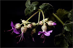 photo "***"