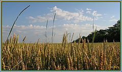 фото "Кубанская пшеничка."