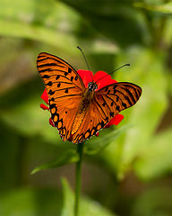 photo "Butterfly"