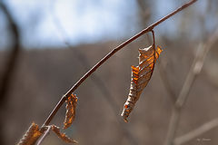 photo "***"