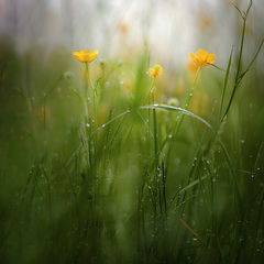 photo "***"
