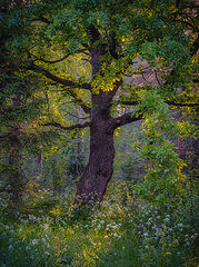 photo "***"