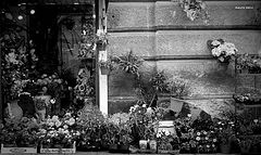 photo "flowers shop"