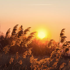photo "***"